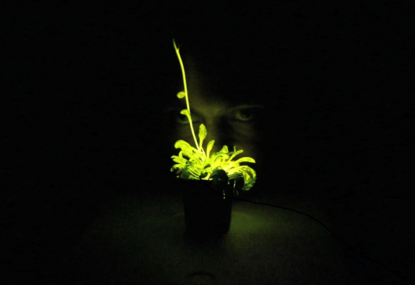 「奇酷」Glowing Plant，KS開(kāi)賣發(fā)光植物