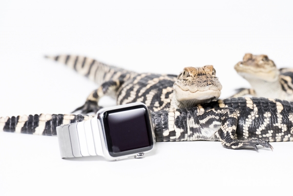 城里人真會玩，用鱷魚、穿山甲來評測Apple Watch 